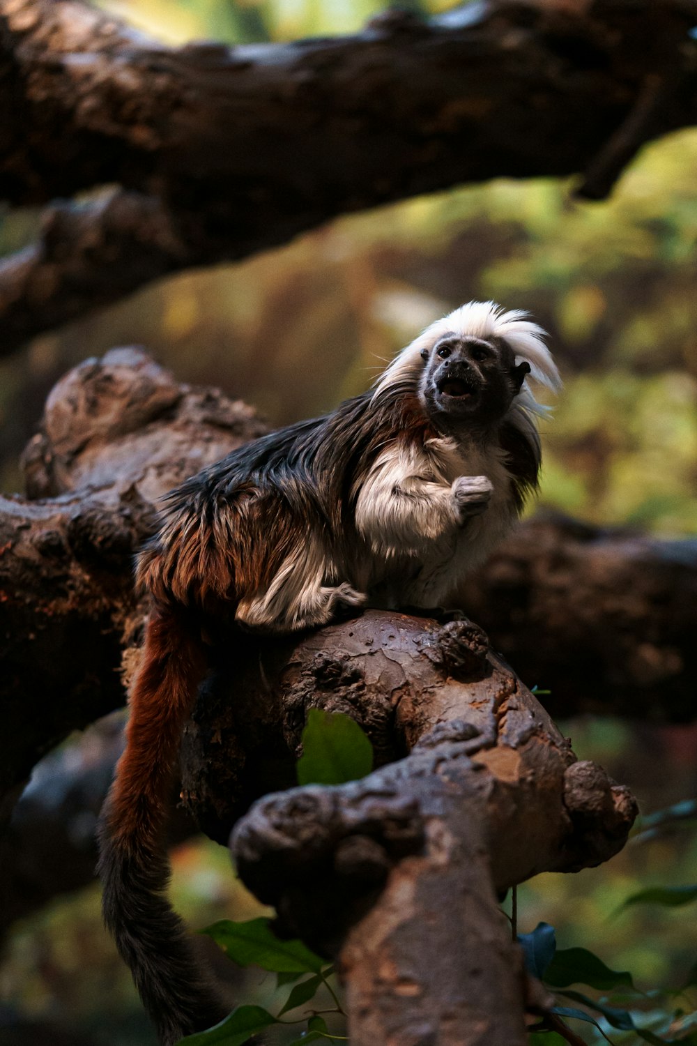 a monkey is sitting on a tree branch