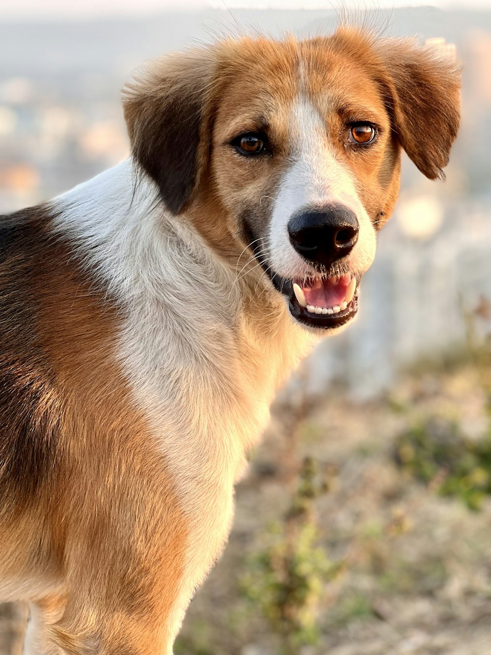 a brown and white dog standing on top of a hill