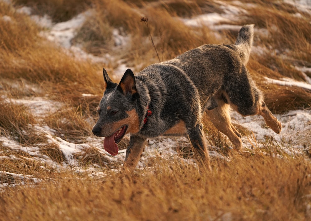 a dog running through a field with snow on the ground