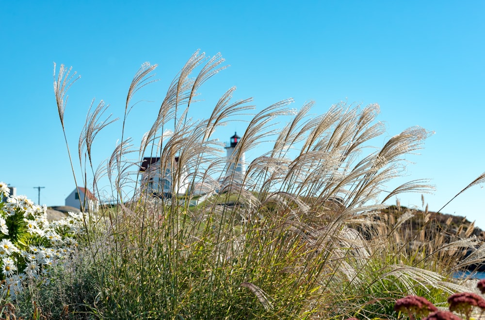 a field of flowers and grass with a lighthouse in the background