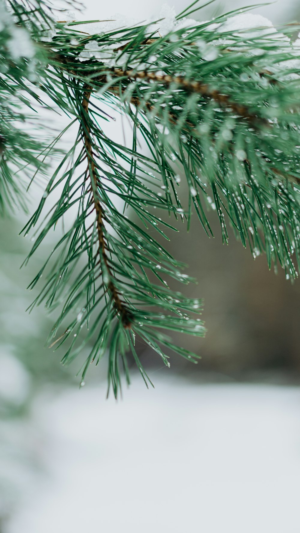 a close up of a pine tree branch