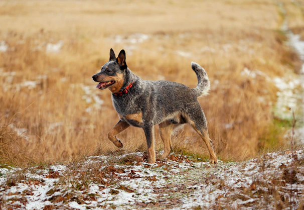 A medium-sized dog with a blue-grey fur coat and a red collar stands in a grassy, slightly snowy field. The dog is in a confident stance, with one paw lifted and ears perked up. The background consists of dry grasses and a muted, earthy landscape.
