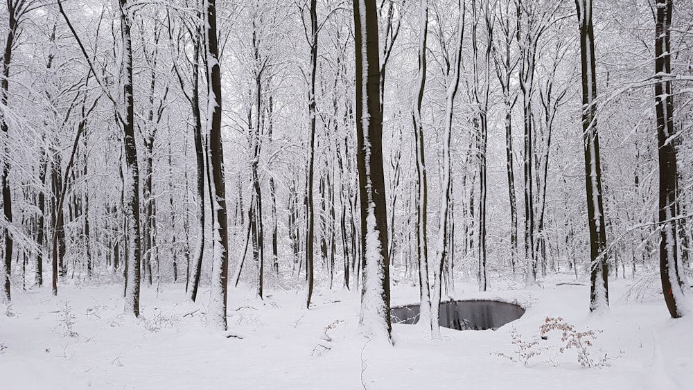 a snow covered forest filled with lots of trees