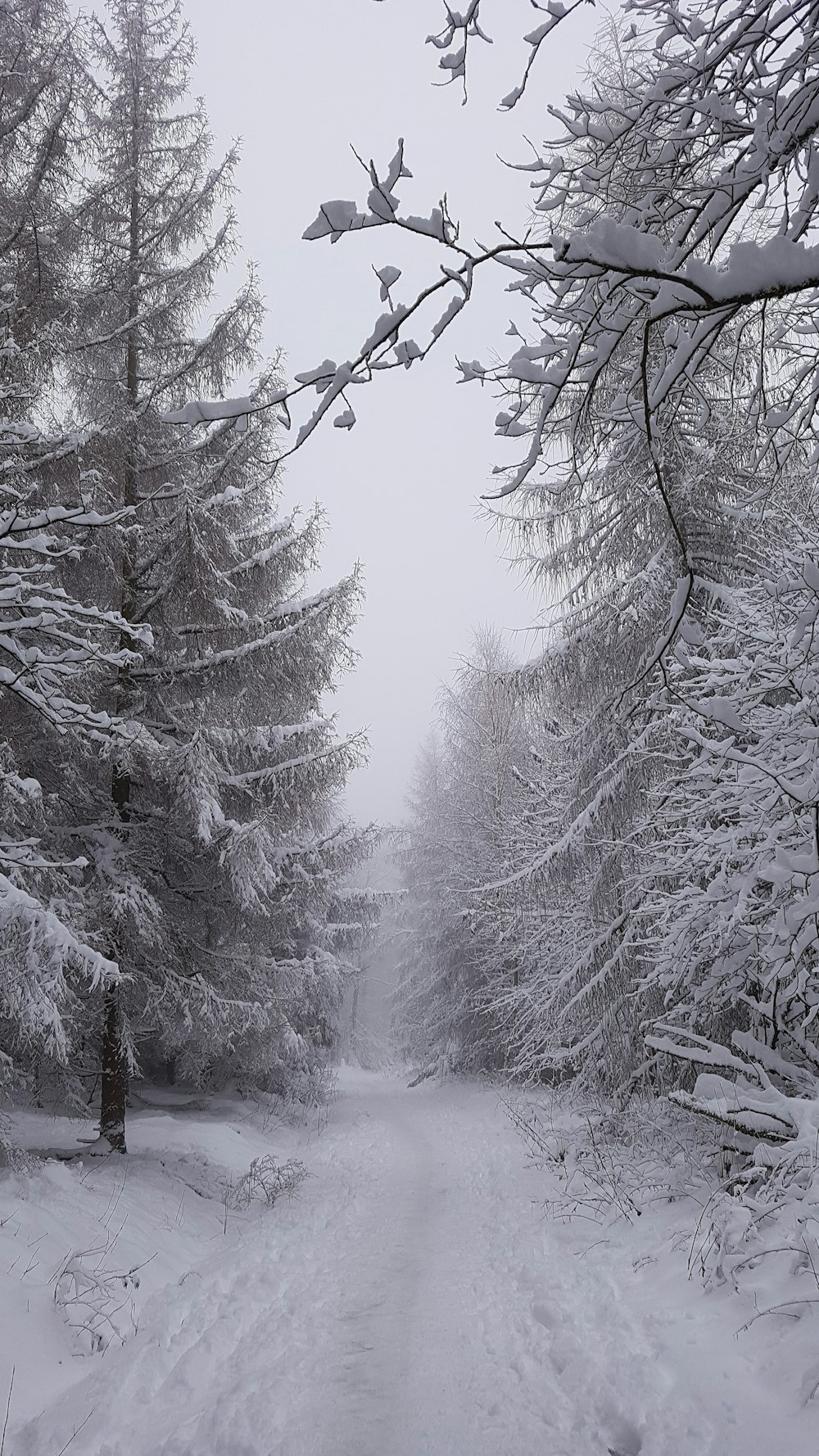a snow covered road surrounded by tall trees