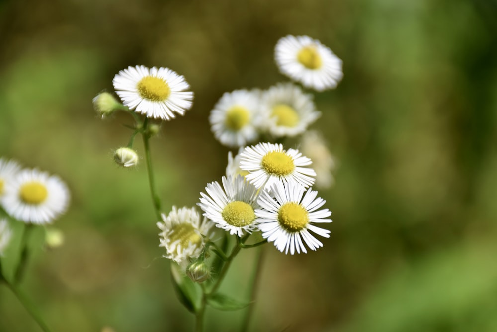 a bunch of white flowers with yellow centers