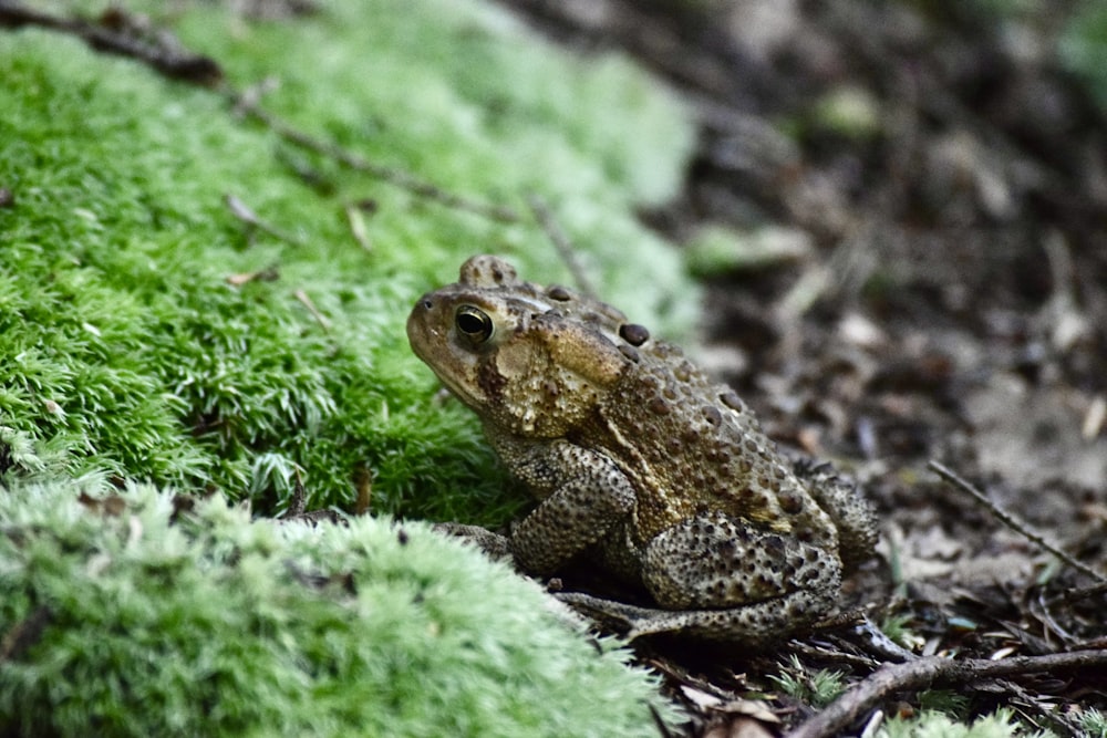 a frog sitting on the ground covered in green moss