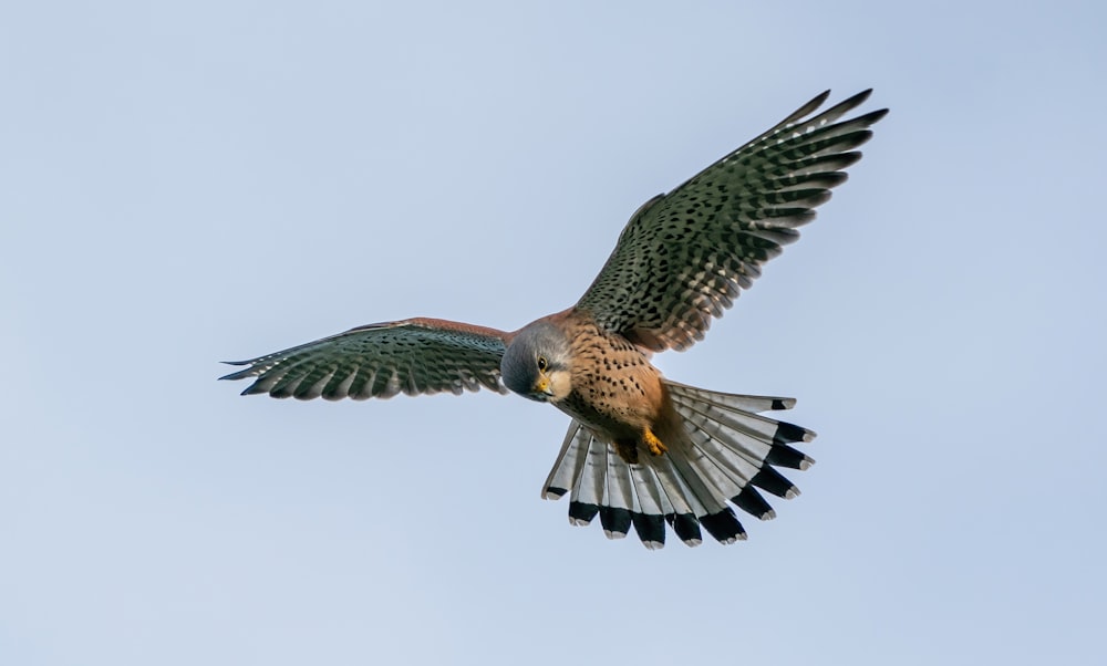 a large bird flying through a blue sky