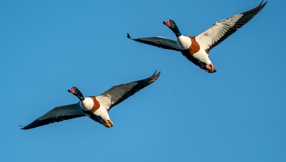 a couple of birds flying through a blue sky