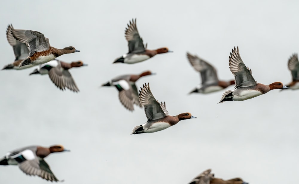 a flock of ducks flying through a cloudy sky