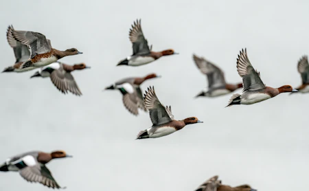 Ducks flying over a marsh at dawn