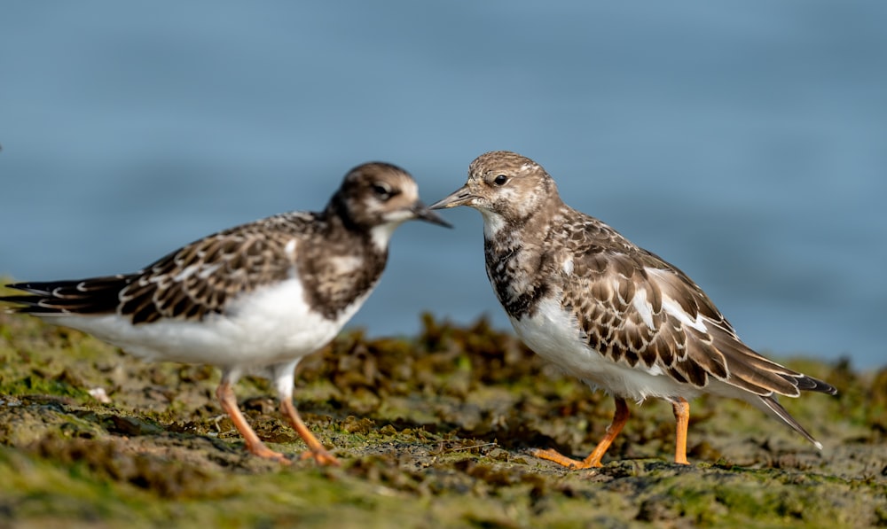 a couple of birds standing on top of a grass covered field