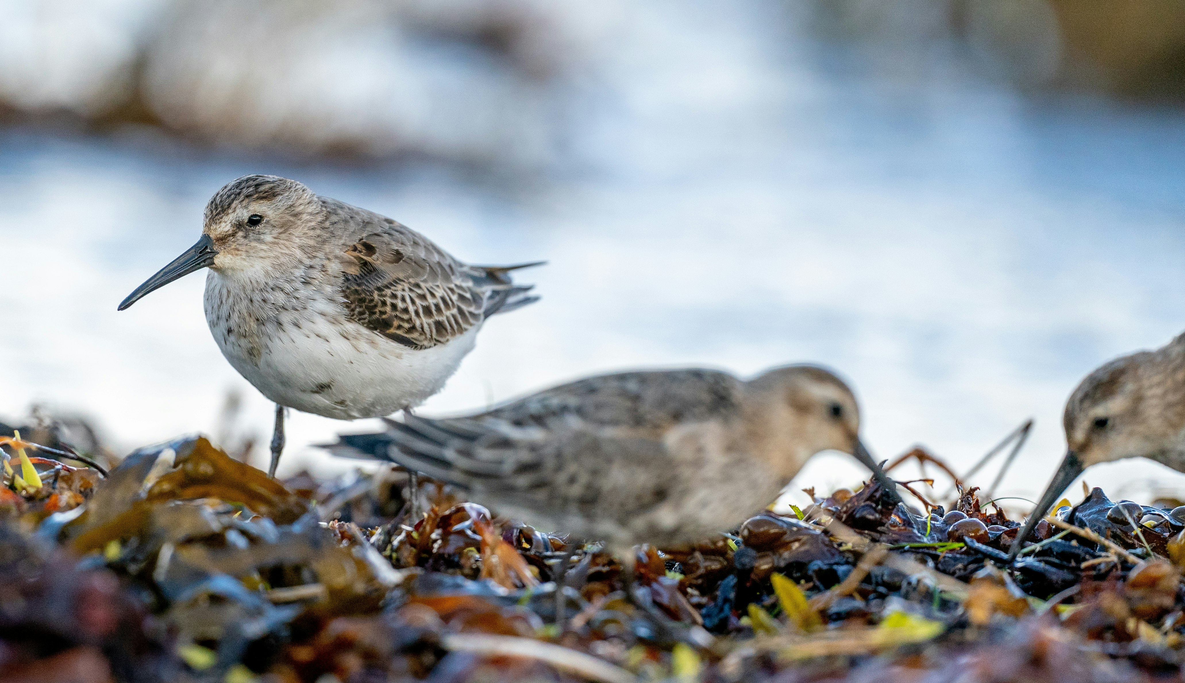 Photo de wader par Bob Brewer