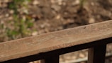 A close-up view of a wooden railing with visible wood grain and a small insect resting on the surface. The background is out of focus, showing hints of green foliage and earthy tones.