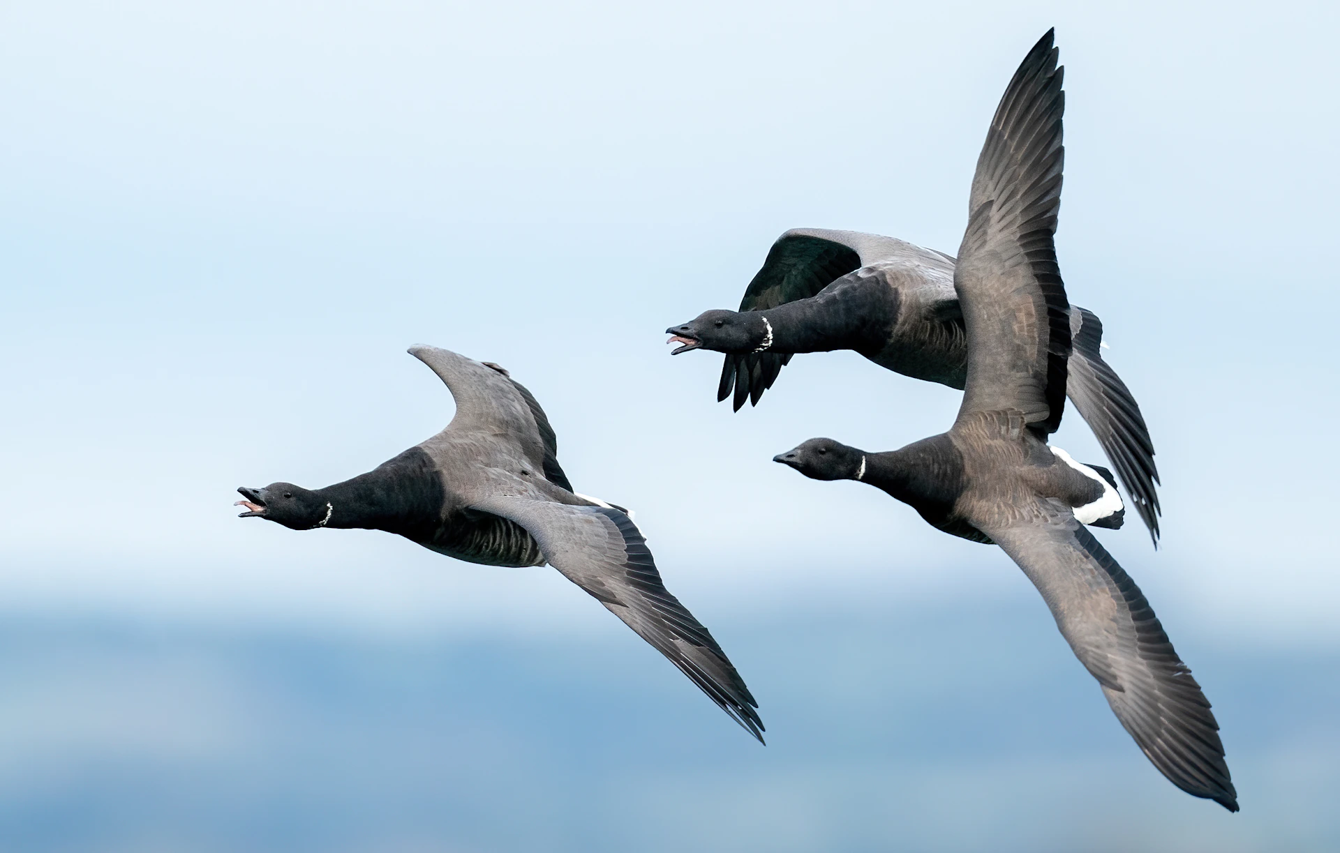 a couple of birds that are flying in the sky