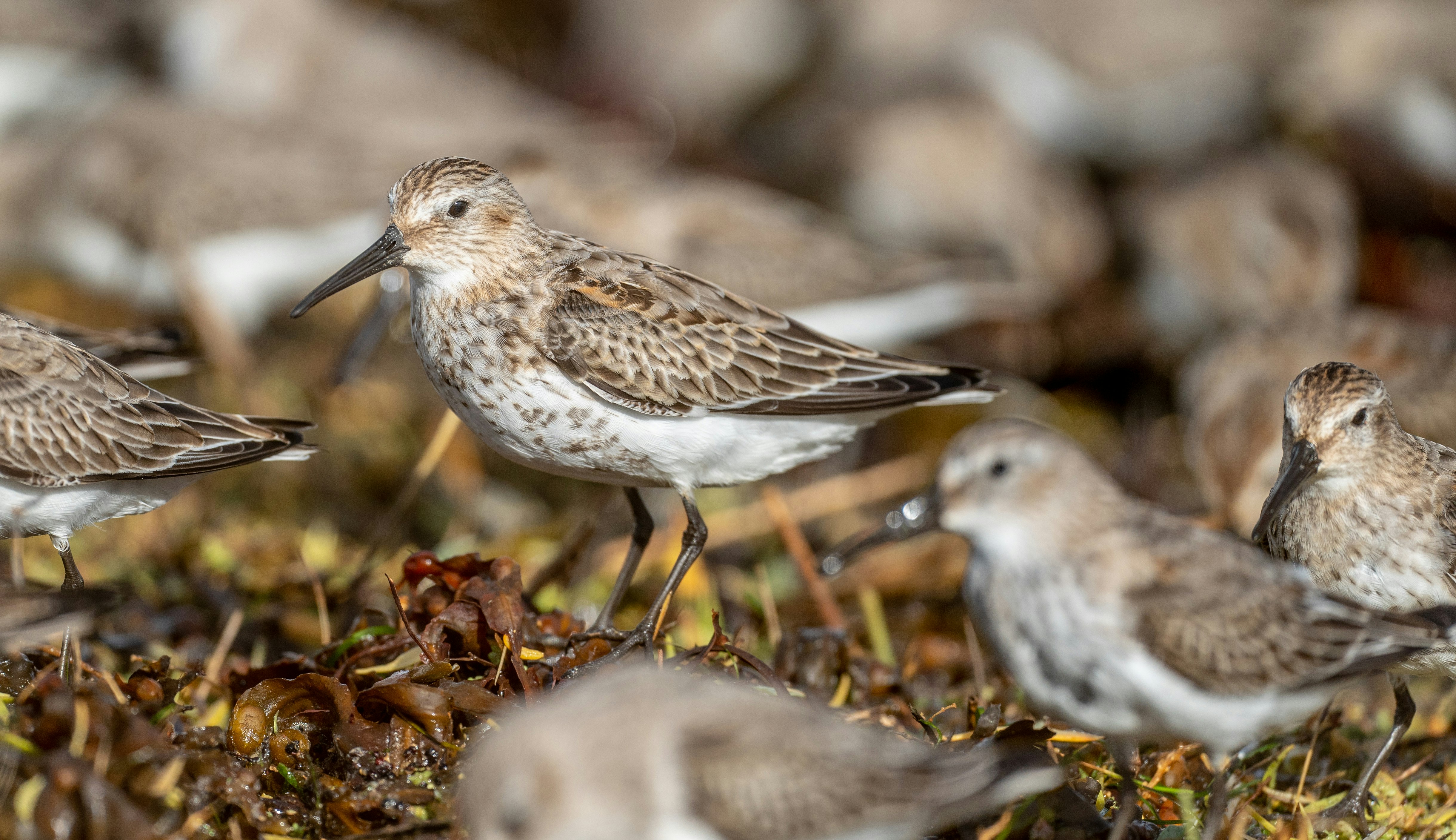 Photo de wader par Bob Brewer