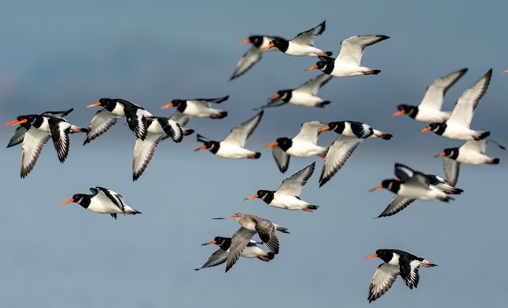 a flock of birds flying through a blue sky