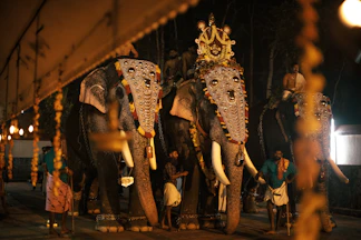 a couple of elephants standing next to each other