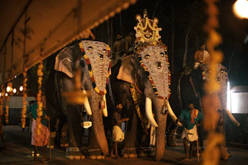 a couple of elephants standing next to each other