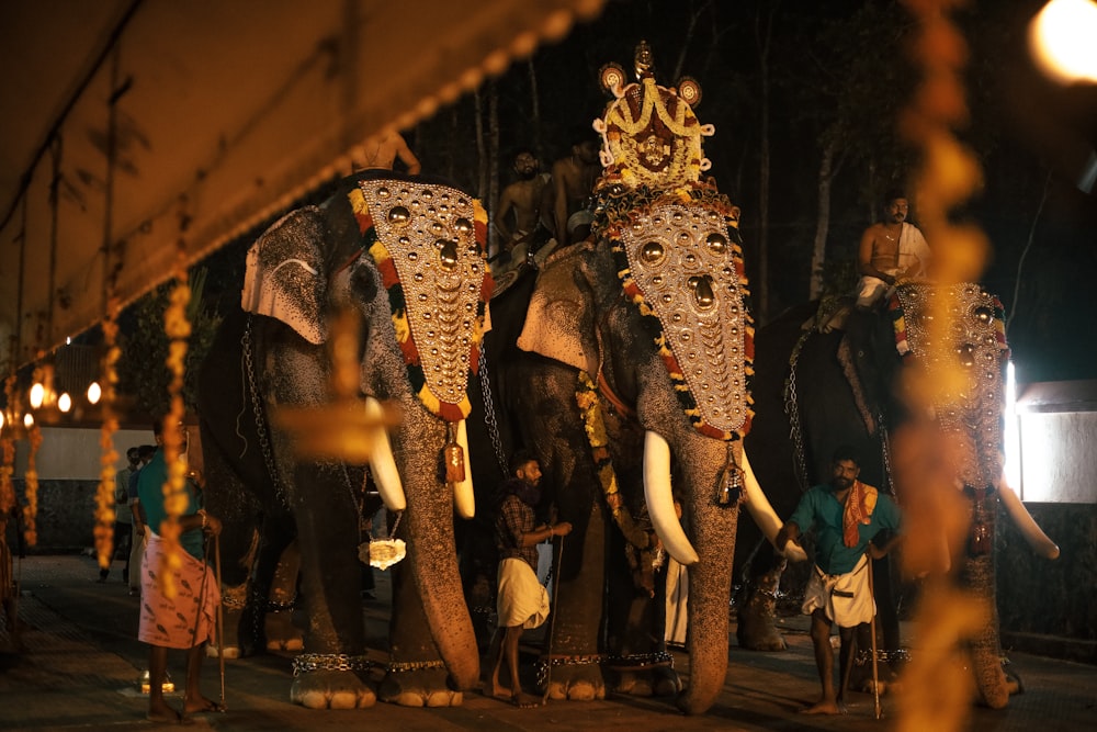 a couple of elephants standing next to each other