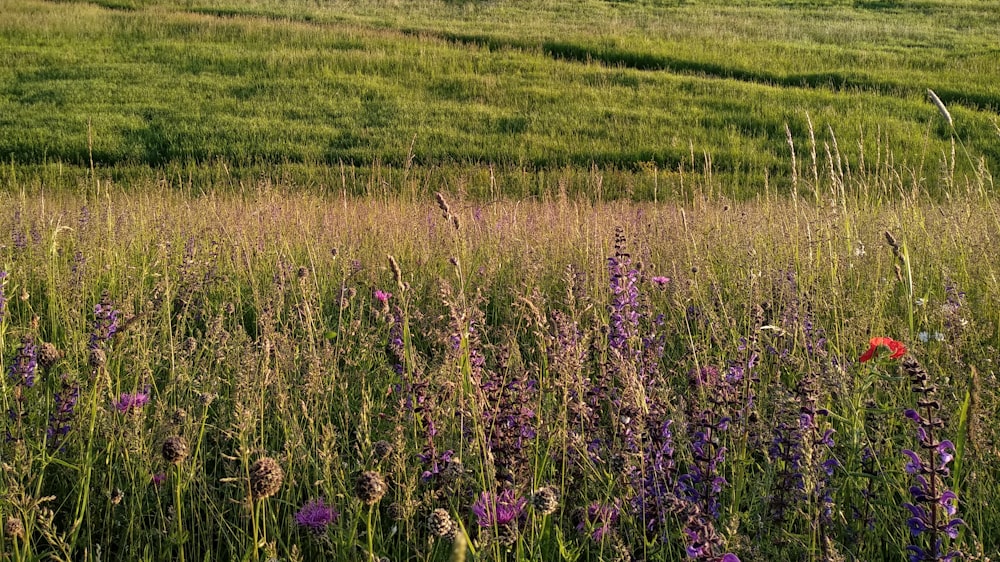 un campo pieno di erba alta e fiori viola