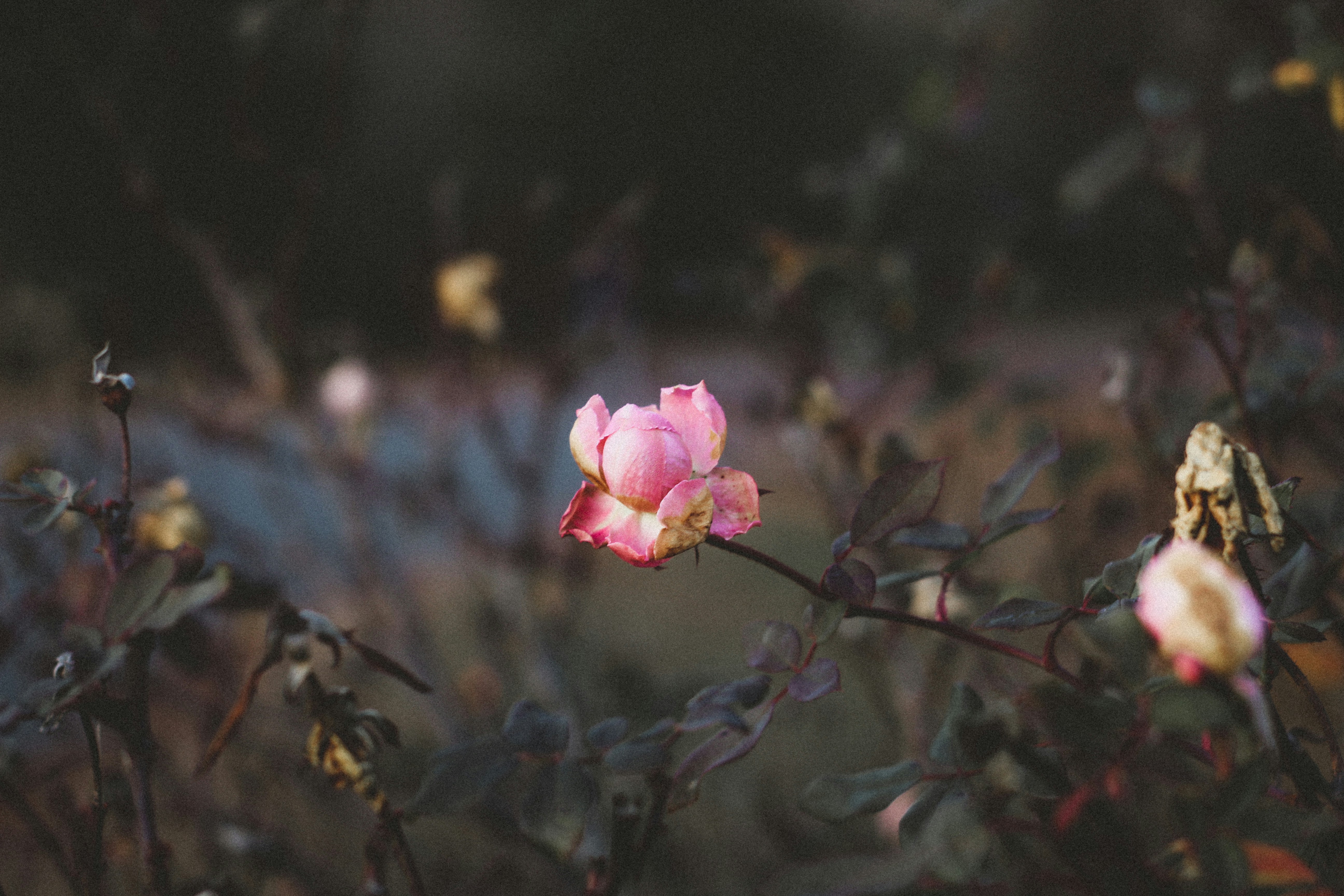 Photo by jpetersbydesign