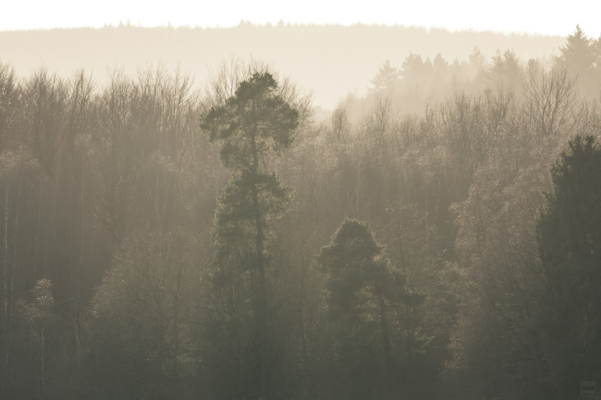 a foggy forest filled with lots of trees
