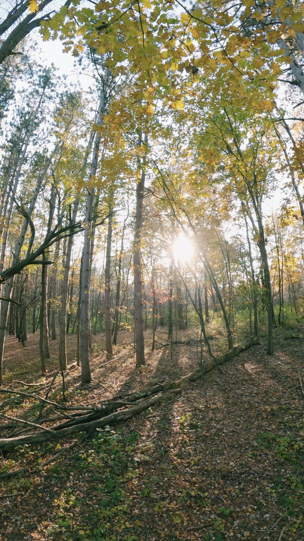 the sun is shining through the trees in the woods