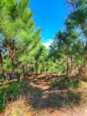 Volunteers clearing a forest trail surrounded by tall pine trees under a bright blue sky.