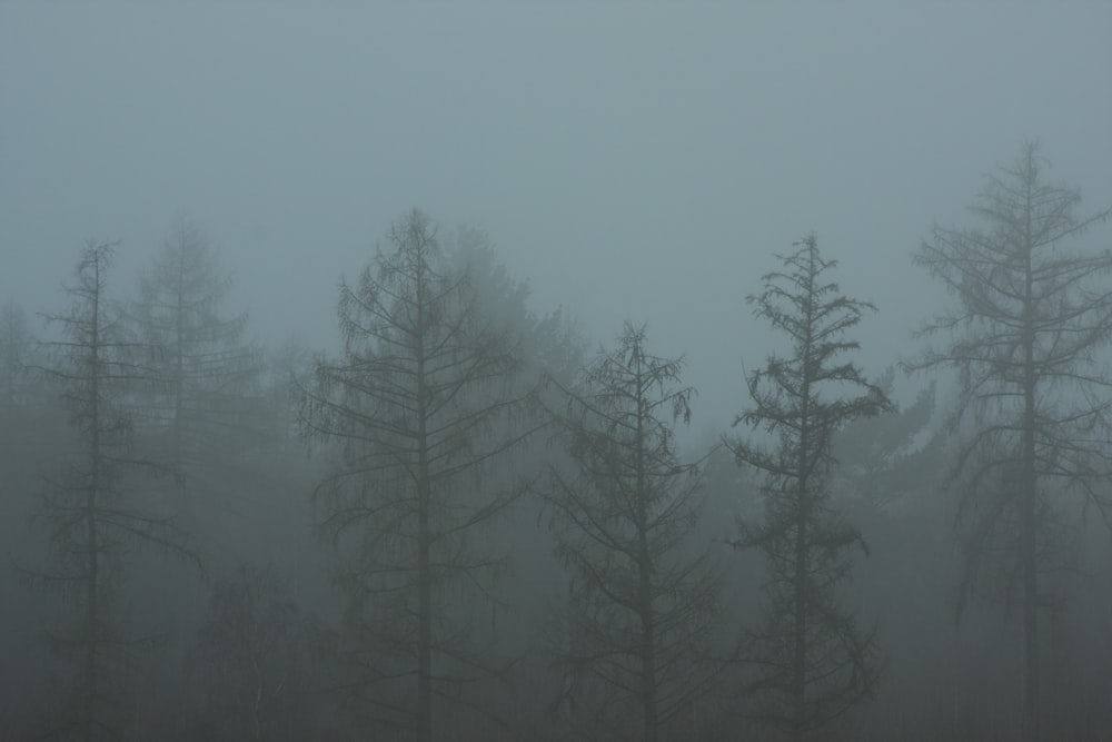 a foggy forest filled with lots of trees