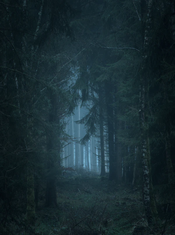 Dark forest