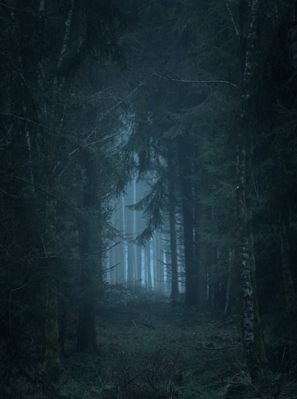 Forêt sombre