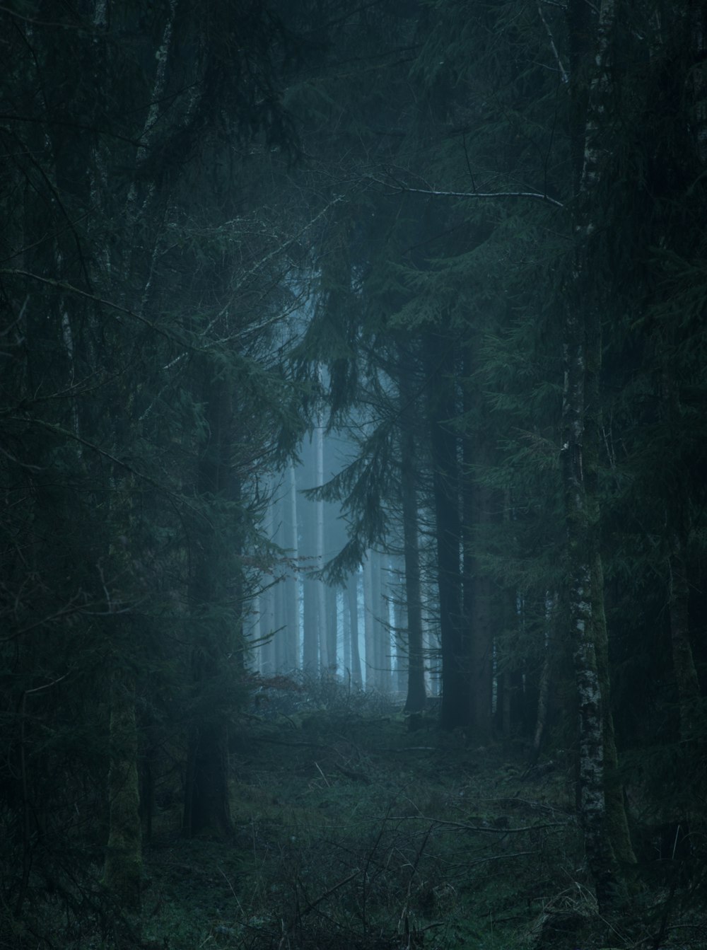 a dark forest filled with lots of trees