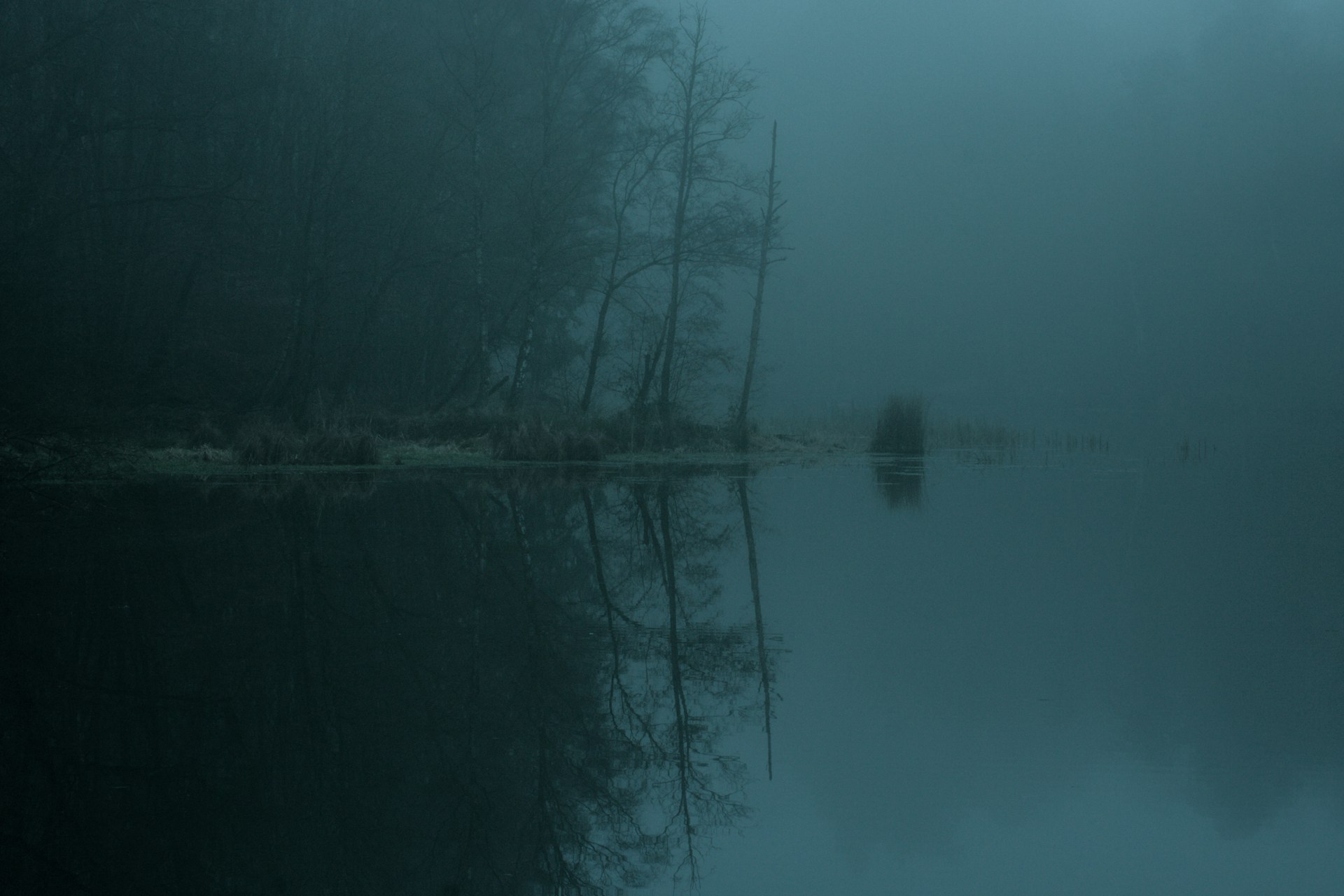 a body of water surrounded by trees and fog