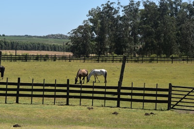 three horses grazing in a fenced in field
