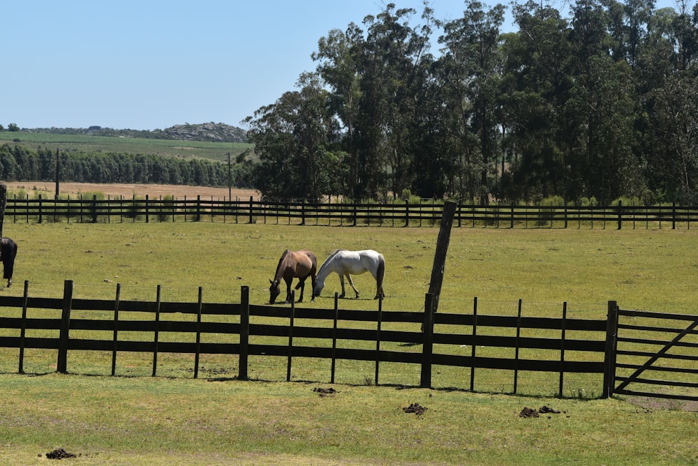 three horses grazing in a fenced in field