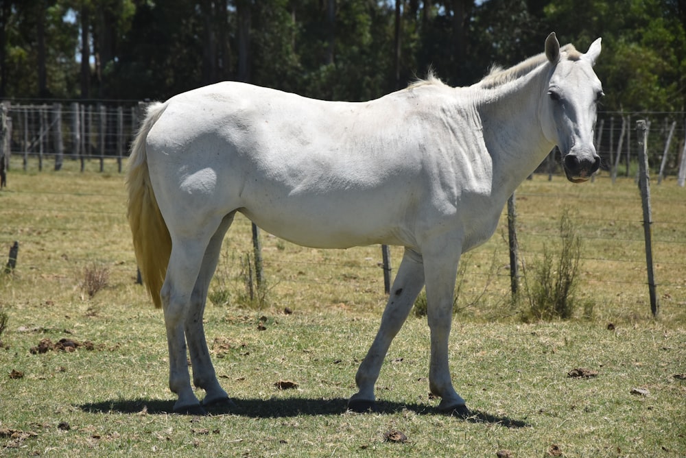 a white horse standing on top of a grass covered field