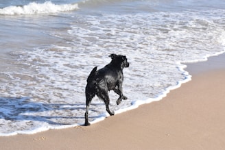 a black dog running along the beach towards the water