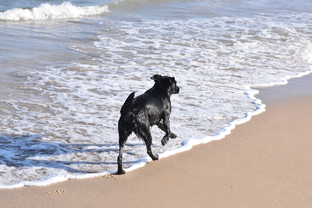 a black dog running along the beach towards the water
