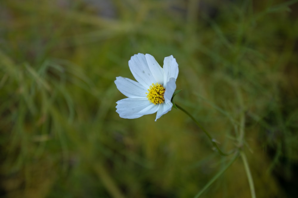 a single white flower with a yellow center