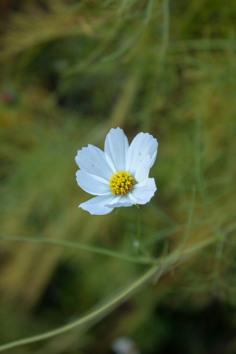 a single white flower with a yellow center