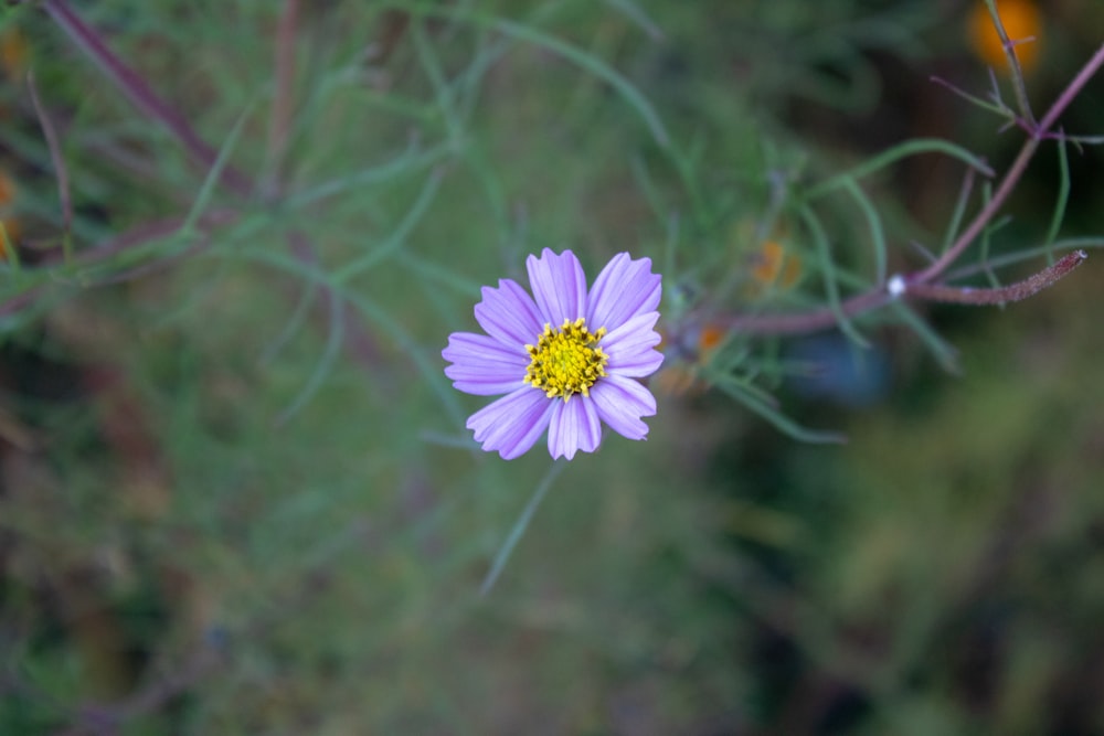 un singolo fiore viola con un centro giallo