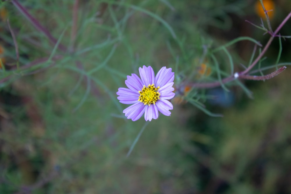 a single purple flower with a yellow center