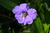 a purple flower with a bee on it