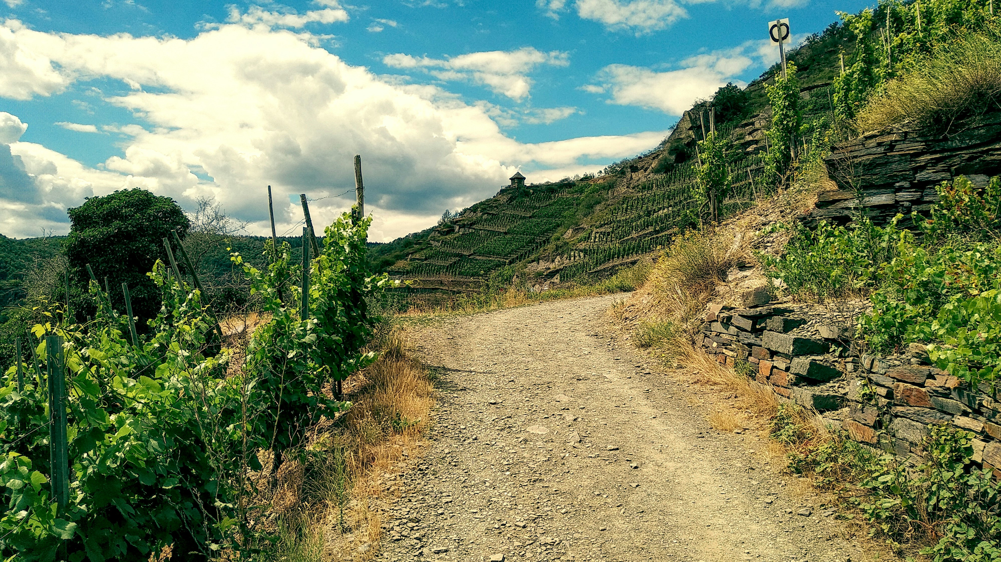 The road less traveled - by Caroline Henry - Terroir Champagne - Substack