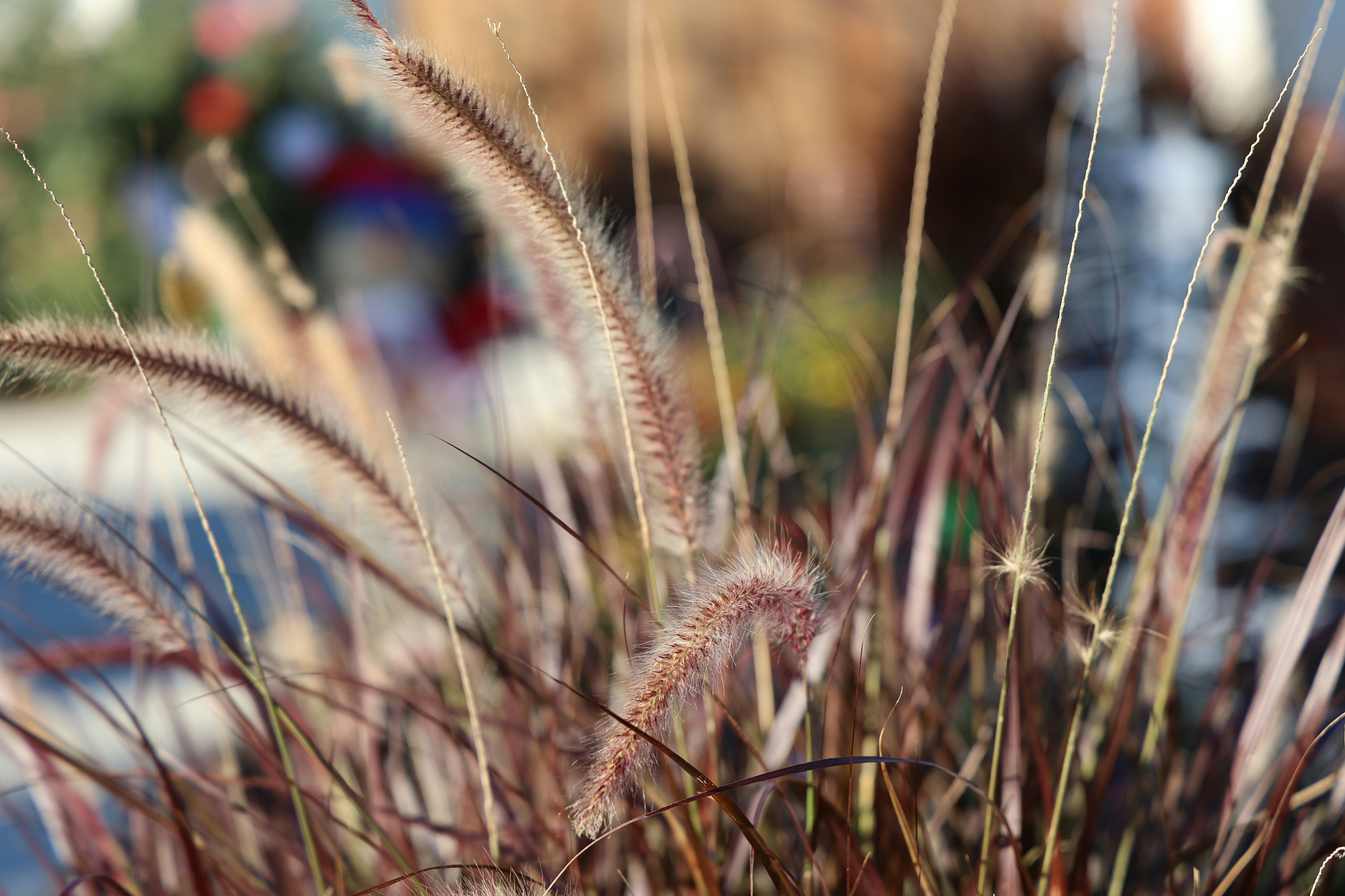 Photo by paola_canasvaladez