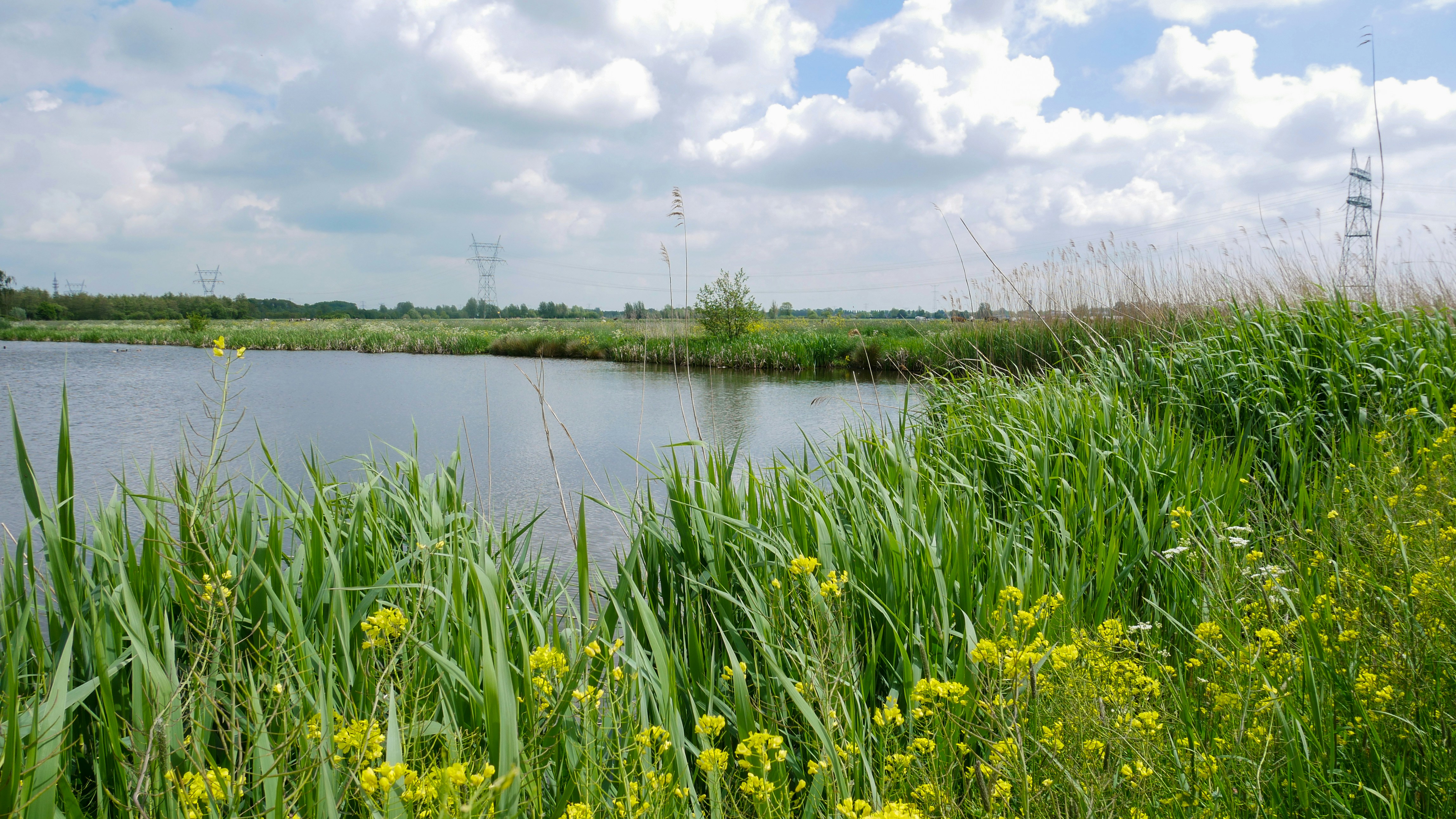 a body of water surrounded by tall grass