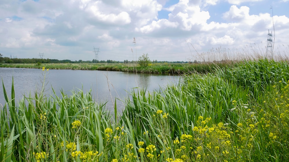 a body of water surrounded by tall grass