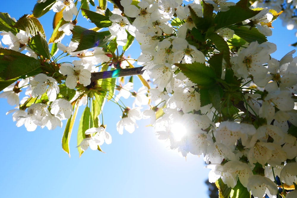 a bird is perched on a branch of a blossoming tree