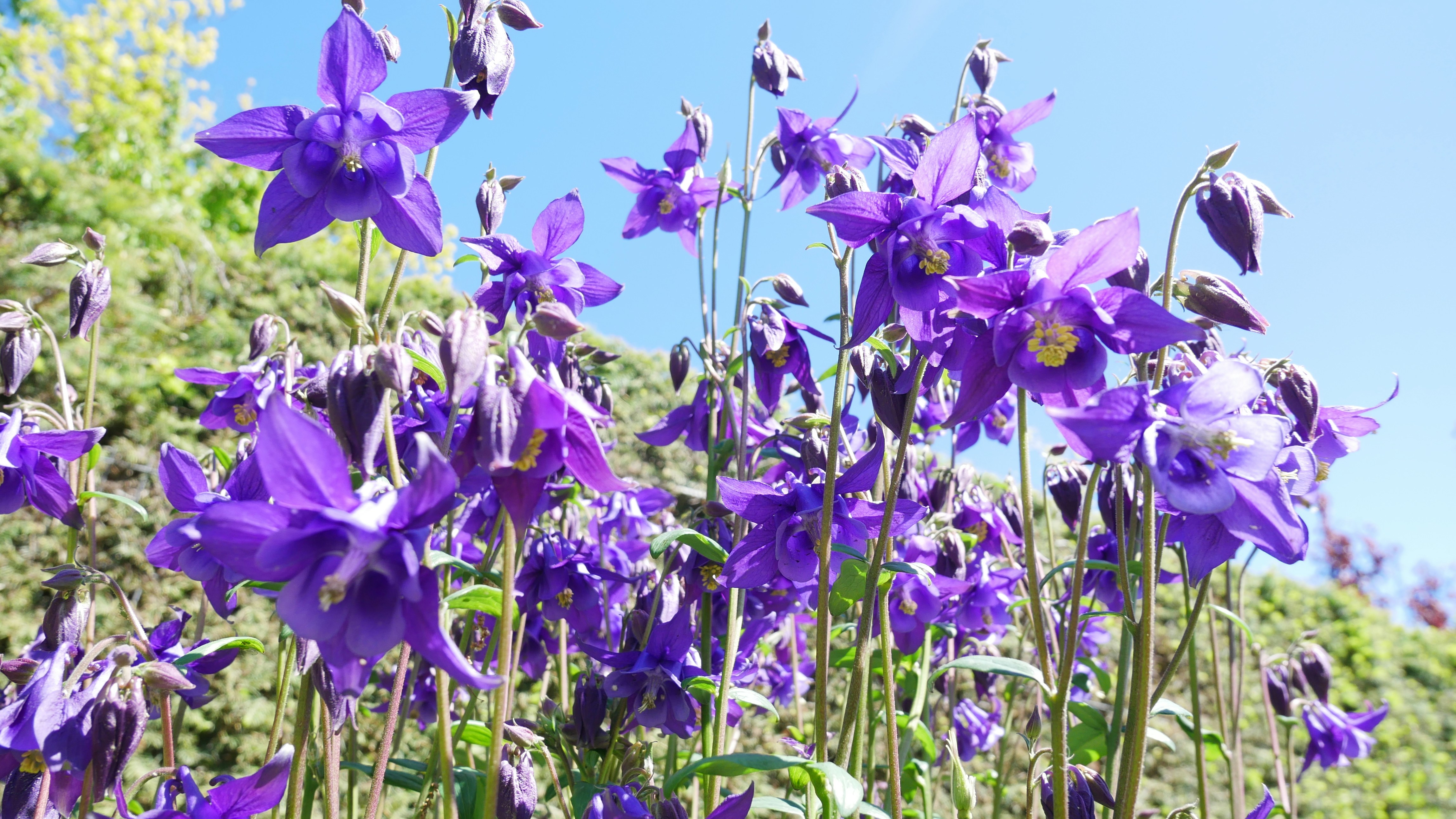 Photo by paoalchapar