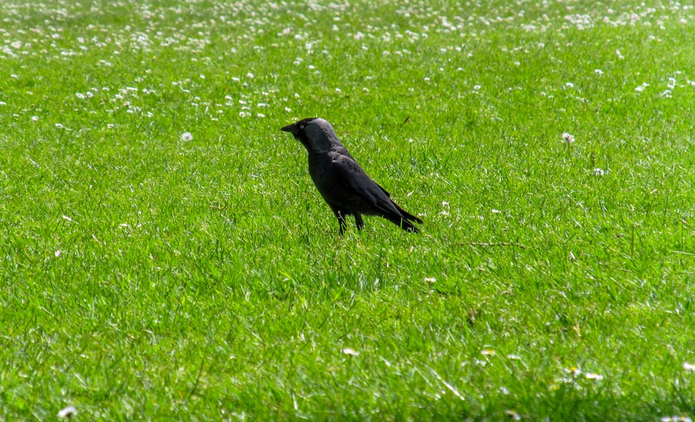 um pássaro preto está de pé na grama